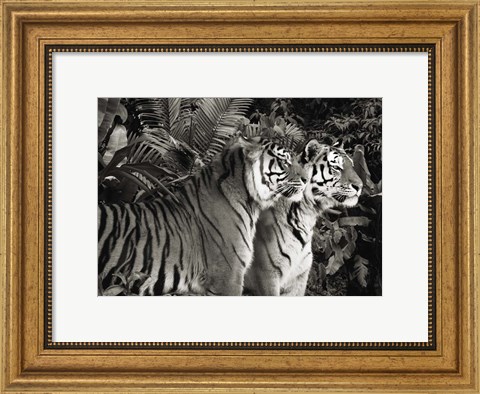 Framed Two Bengal Tigers (BW) Print