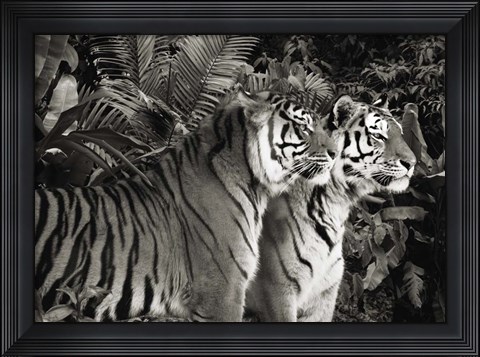 Framed Two Bengal Tigers (BW) Print