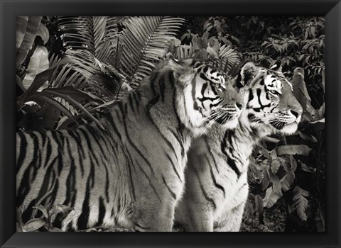 Framed Two Bengal Tigers (BW) Print