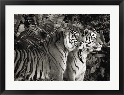 Framed Two Bengal Tigers (BW) Print