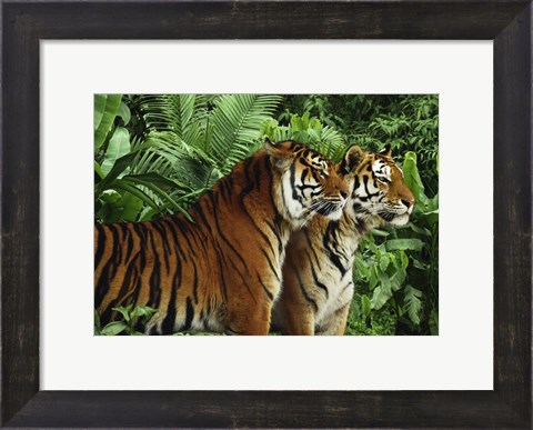 Framed Two Bengal Tigers Print