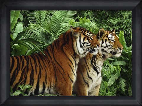 Framed Two Bengal Tigers Print