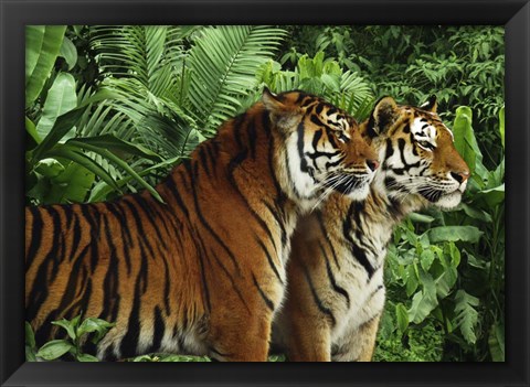 Framed Two Bengal Tigers Print