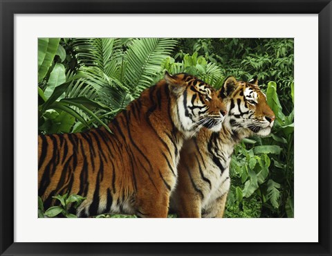 Framed Two Bengal Tigers Print