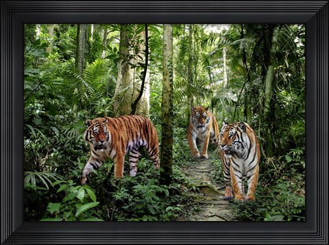 Framed Bengal Tigers Print
