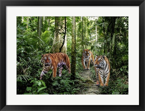 Framed Bengal Tigers Print