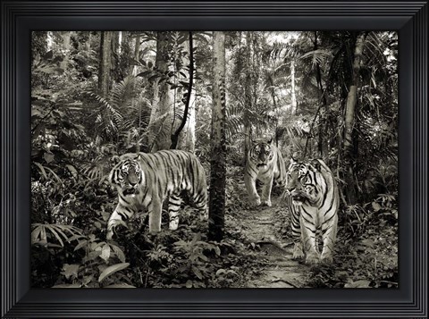 Framed Bengal Tigers (BW) Print