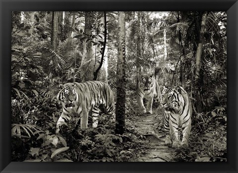 Framed Bengal Tigers (BW) Print