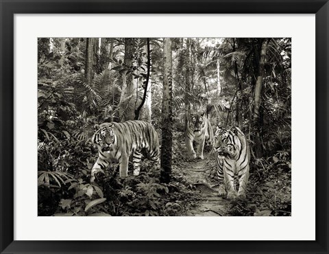 Framed Bengal Tigers (BW) Print