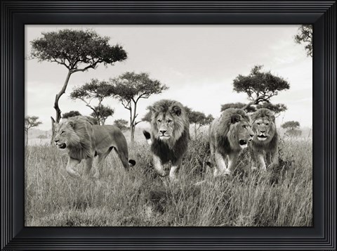 Framed Brothers, Masai Mara, Kenya Print