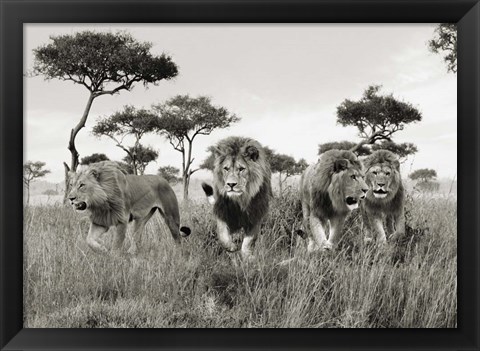 Framed Brothers, Masai Mara, Kenya Print