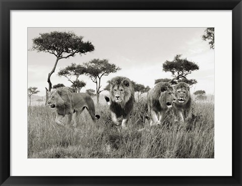 Framed Brothers, Masai Mara, Kenya Print