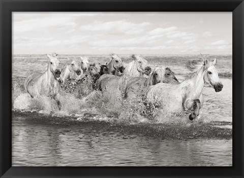 Framed Herd of Horses, Camargue Print