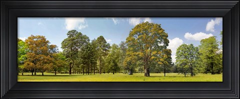 Framed Trees in a Park Print