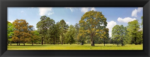 Framed Trees in a Park Print