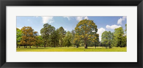 Framed Trees in a Park Print