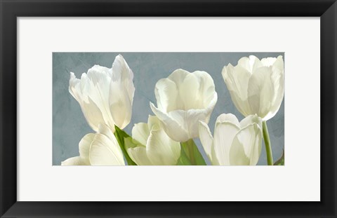 Framed White Tulips on Blue Print
