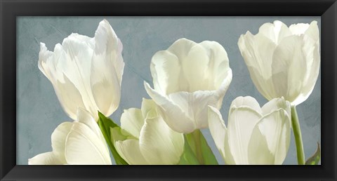 Framed White Tulips on Blue Print