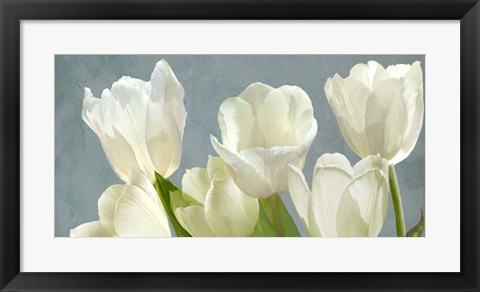 Framed White Tulips on Blue Print