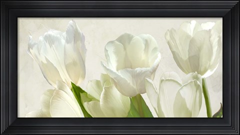 Framed White Tulips (detail) Print