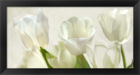 Framed White Tulips (detail) Print