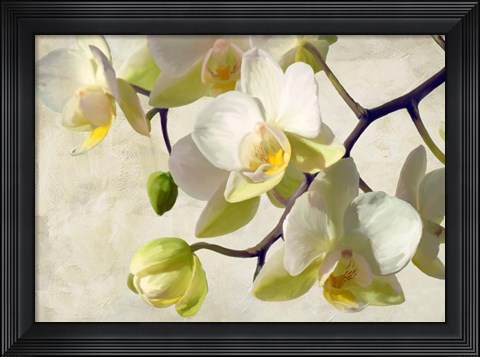 Framed Orchid in the Sun Print