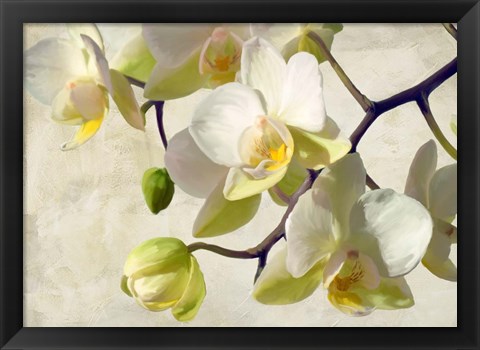 Framed Orchid in the Sun Print