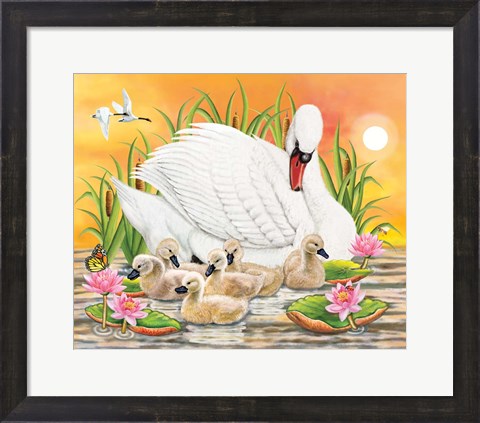 Framed Mother Swan At Sunset Print