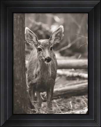 Framed Rocky Mountains Deer Print