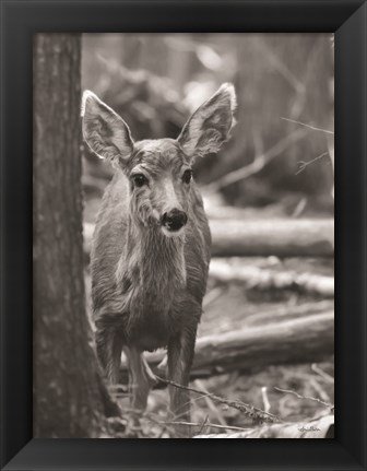 Framed Rocky Mountains Deer Print