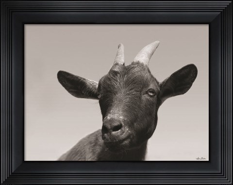 Framed Lake Tobias Goat I Print