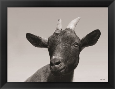 Framed Lake Tobias Goat I Print