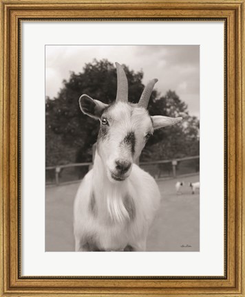 Framed Lake Tobias Goat II Print