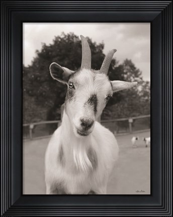 Framed Lake Tobias Goat II Print