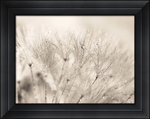 Framed Dandelion Jewels II Print