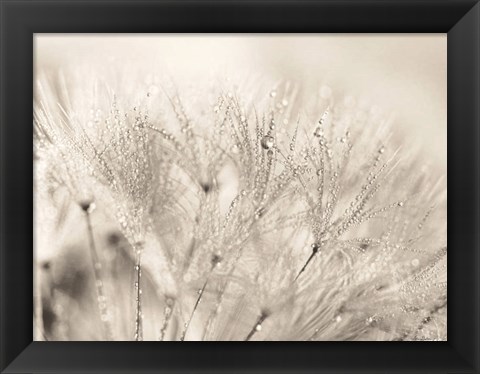 Framed Dandelion Jewels II Print