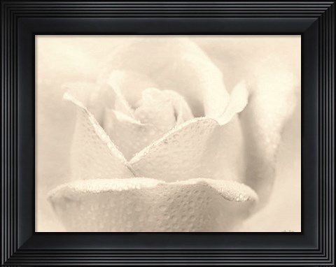 Framed White Rose Print