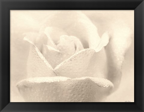 Framed White Rose Print