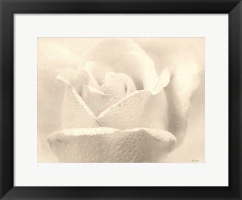 Framed White Rose Print