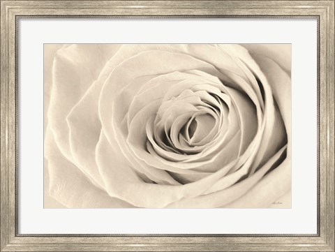 Framed Cream Rose Print