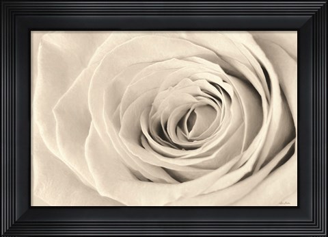 Framed Cream Rose Print