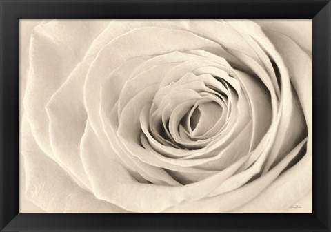 Framed Cream Rose Print