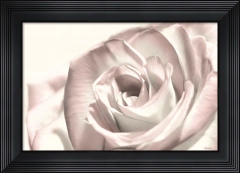 Framed Blush Rose I Print