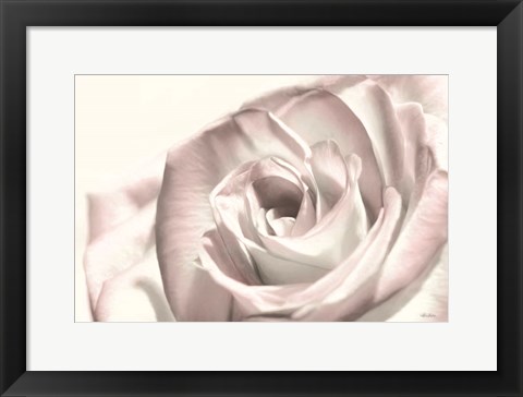 Framed Blush Rose I Print