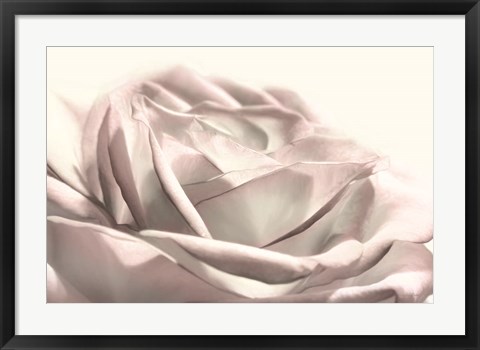 Framed Blush Rose II Print