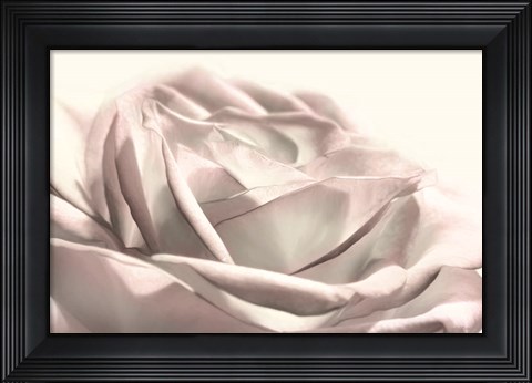Framed Blush Rose II Print