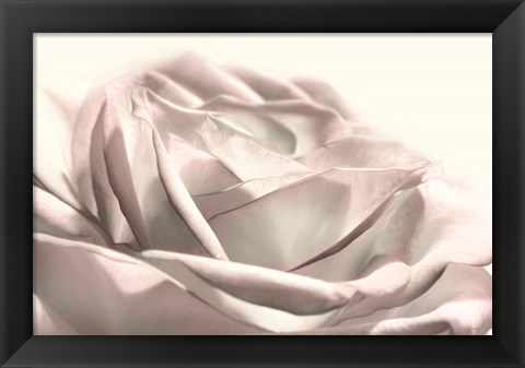 Framed Blush Rose II Print