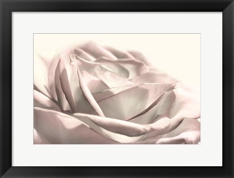 Framed Blush Rose II Print