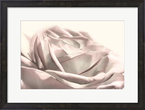 Framed Blush Rose II Print
