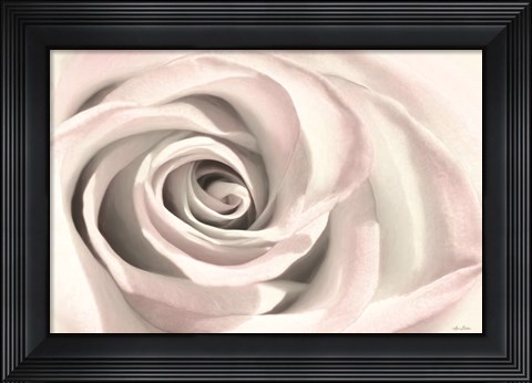 Framed Blush Rose III Print